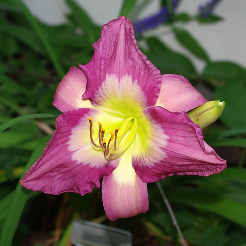 Hemerocallis Swallowtail Kite